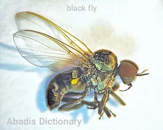 black fly